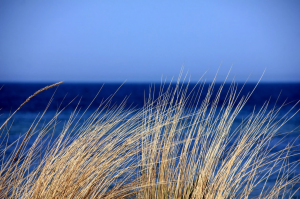 Immobilier la baule. Photo de la mer avec en premier plan des herbes hautes